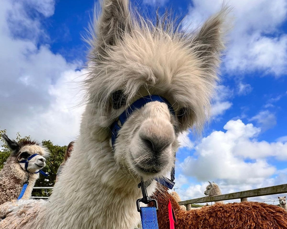 curious alpaca on a halter at Rhyndaston Alpacas Pembrokeshire 