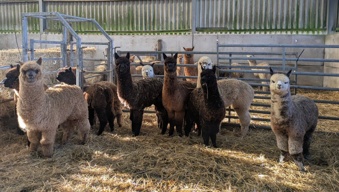 Group of alpacas in a barn at Rhyndaston Alpacas