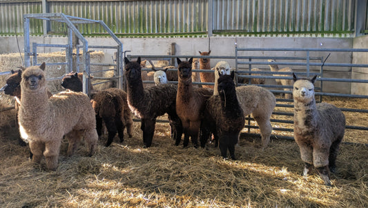 Group of alpacas in a barn at Rhyndaston Alpacas