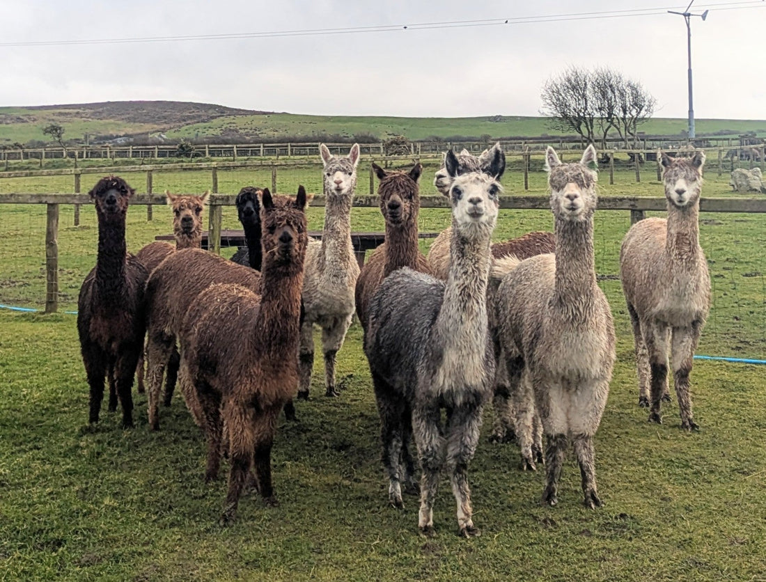 Alpacas all facing forward listening