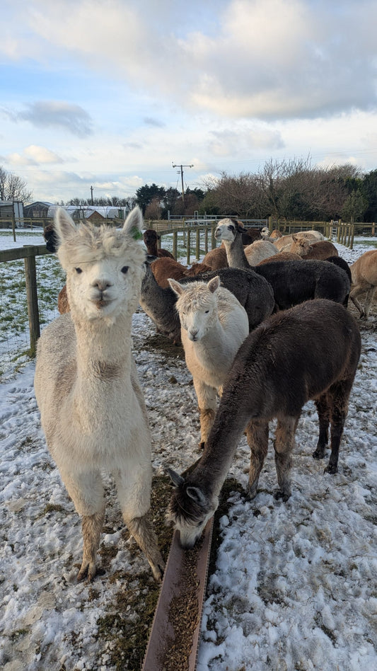 Understanding Alpacas in Winter: Care, Calm, and Connection