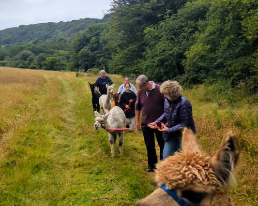 What to Expect From an Alpaca Experience at Rhyndaston Alpacas