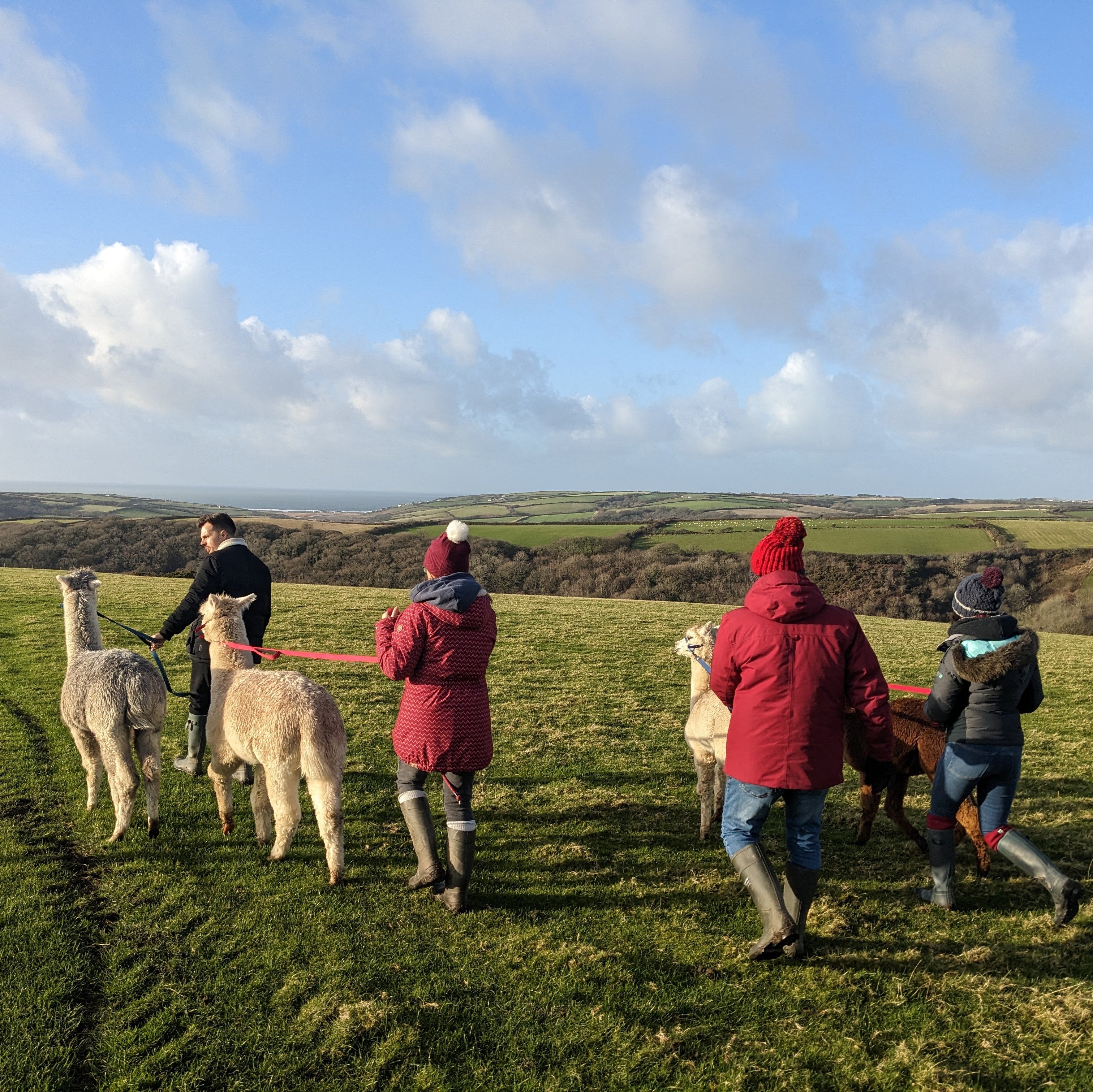 Group of 4 people walking alpacas across  fields