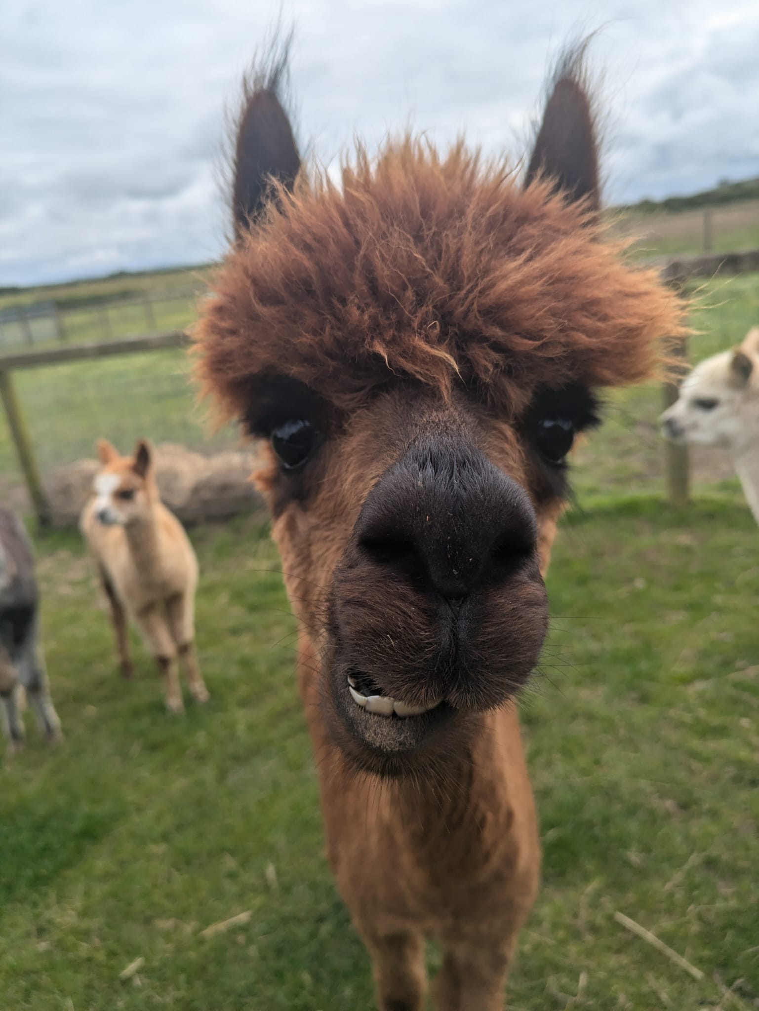 Beauty - close up of brown alpacas at Rhyndaston Alapcas