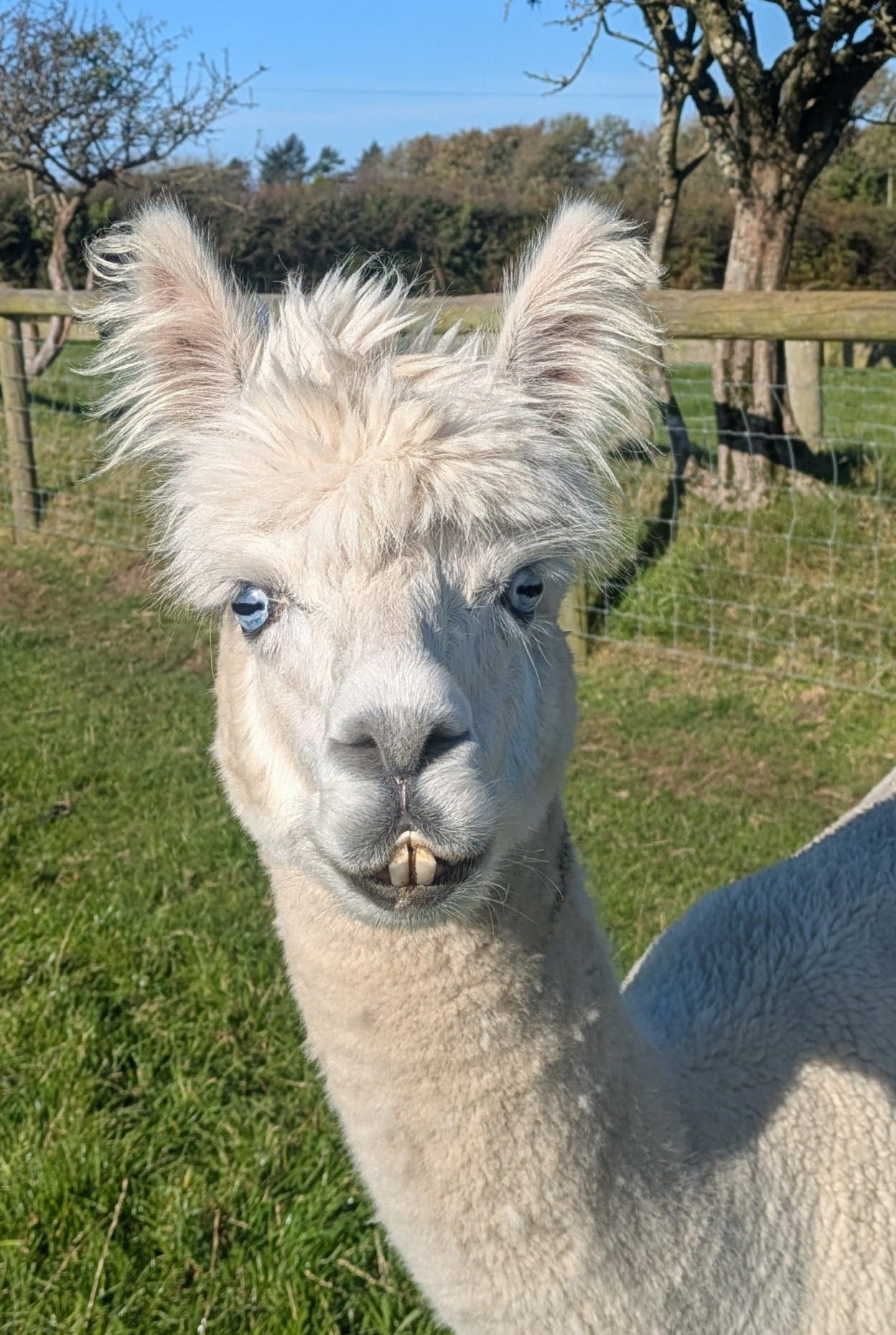 Blue - a blue eyed white alpaca at Rhyndaston Alapcas