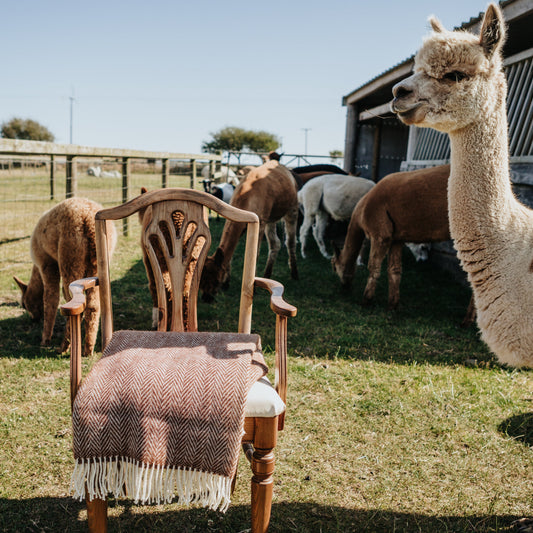 A rustic wooden armchair with a fringed brown fawn herringbone woven alpaca blanket sits in a grassy outdoor paddock, with alpacas grazing nearby and a wooden barn in the background.