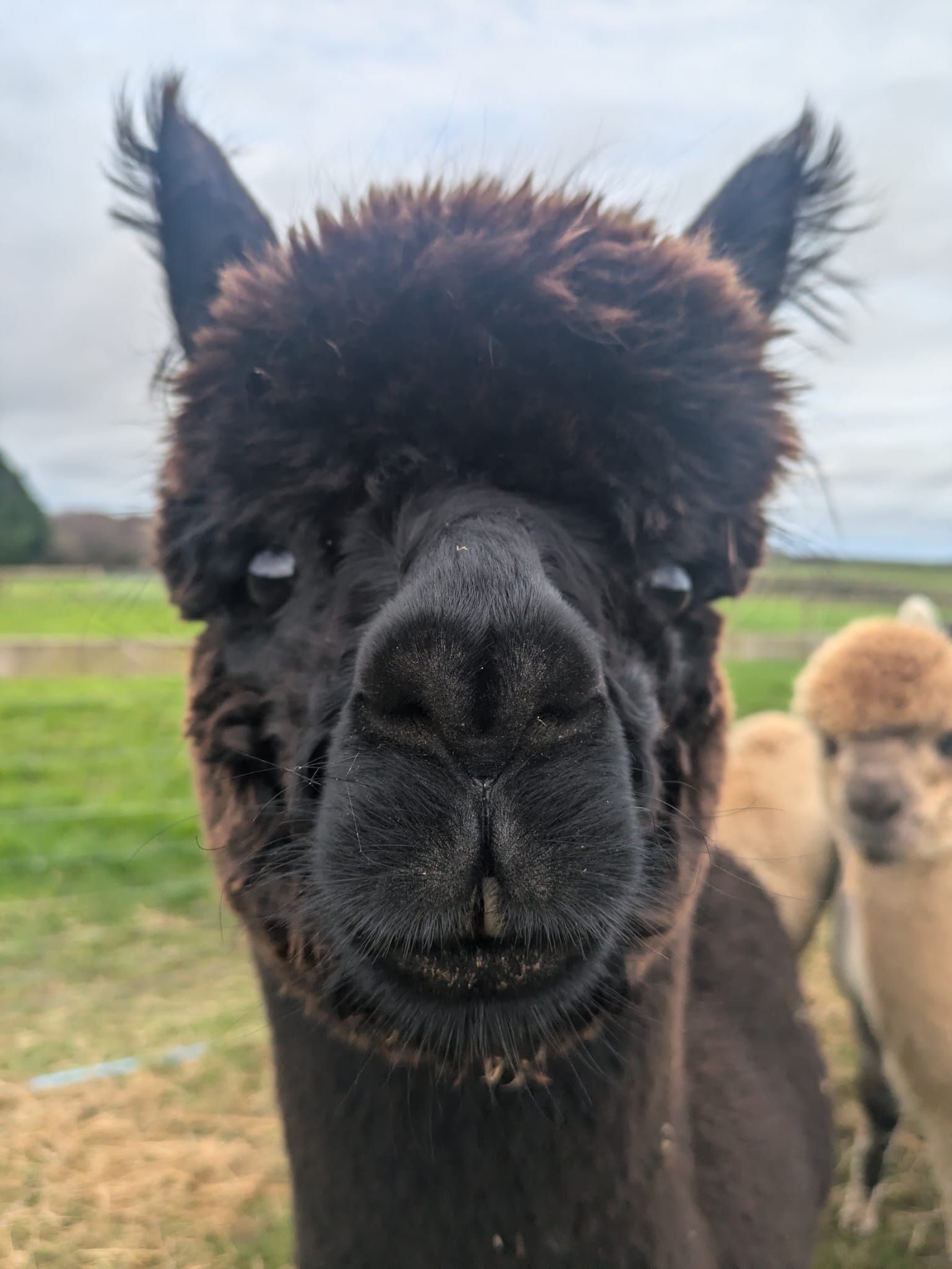 Captain - black alpaca at Rhyndaston Alapcas