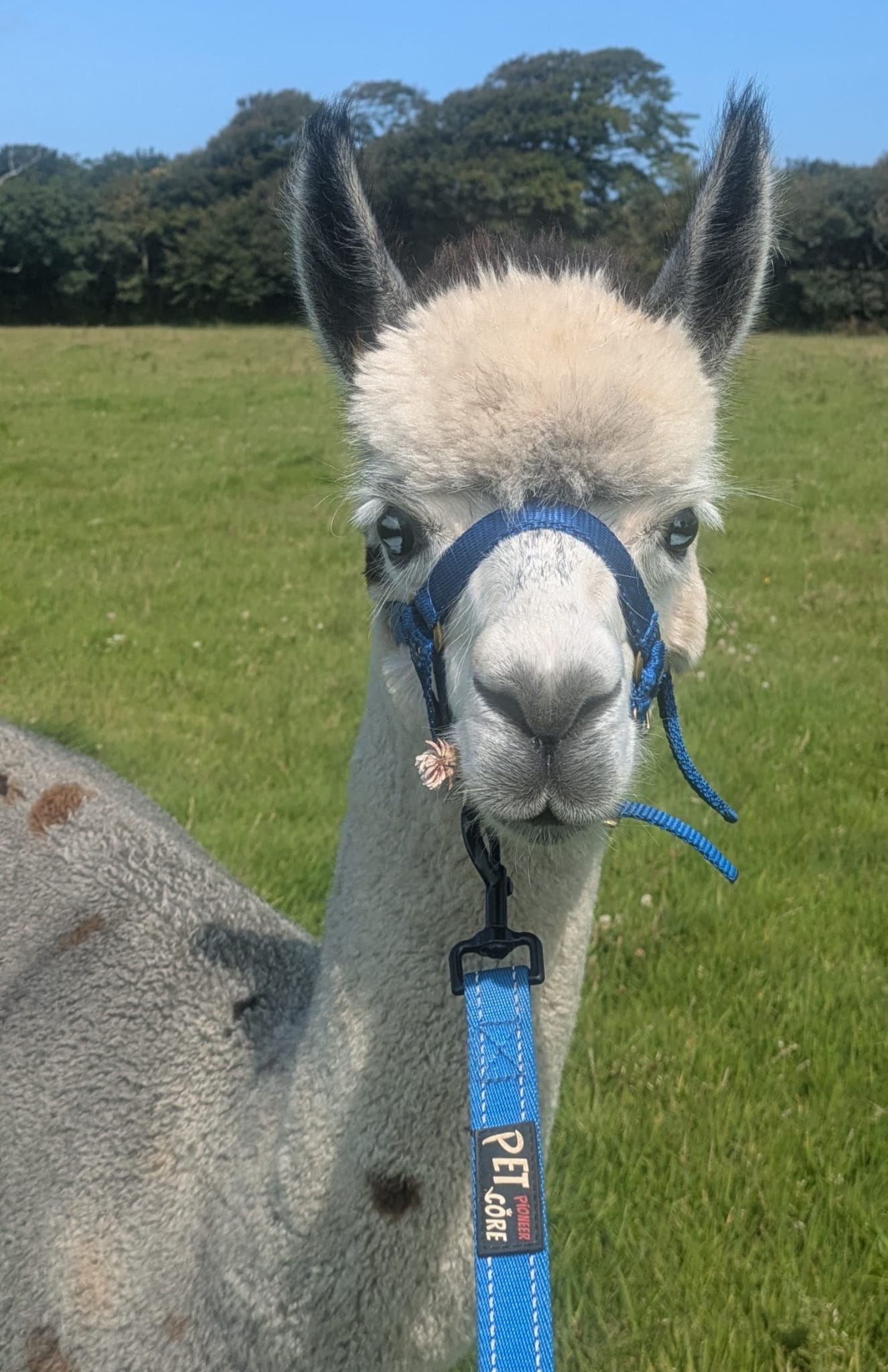 Dimitri - light grey halter trained alapca at Rhyndaston Alapcas