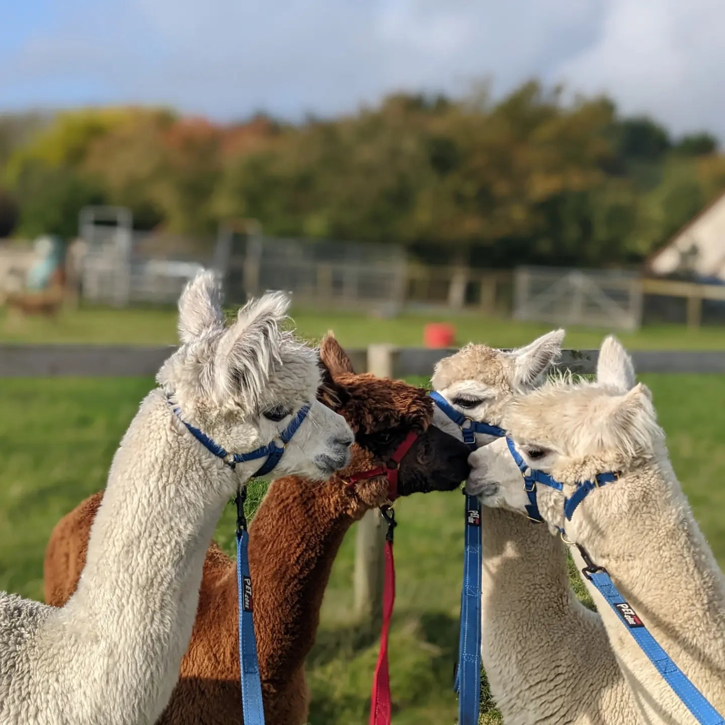 Alpacas with halters standng togehter