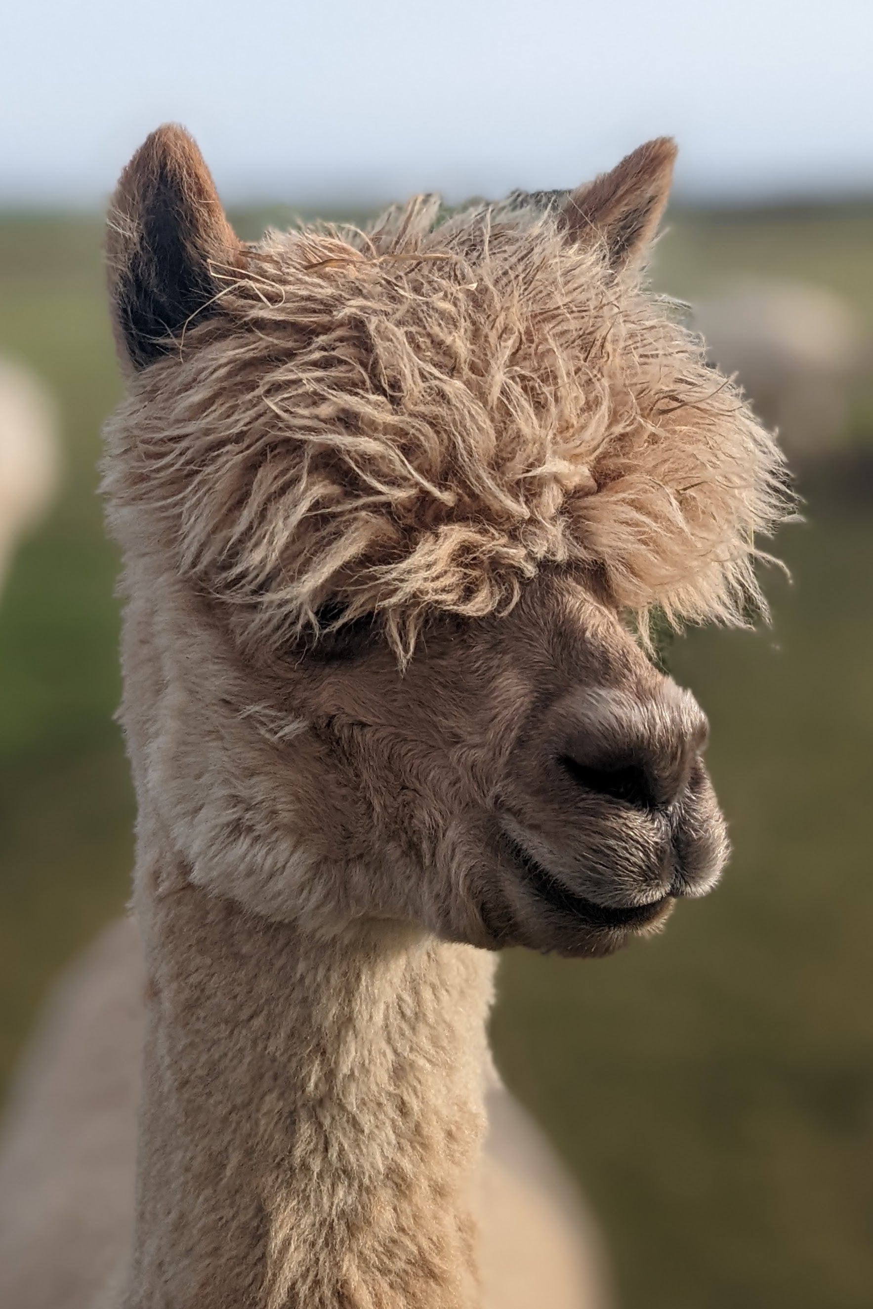 Waltzing Matilda alpaca at Rhyndaston Alpacas