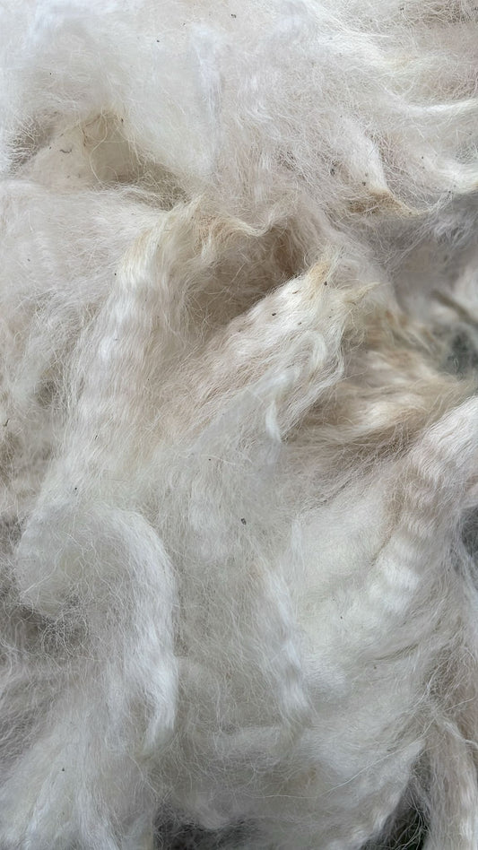Close-up of raw white alpaca fibre