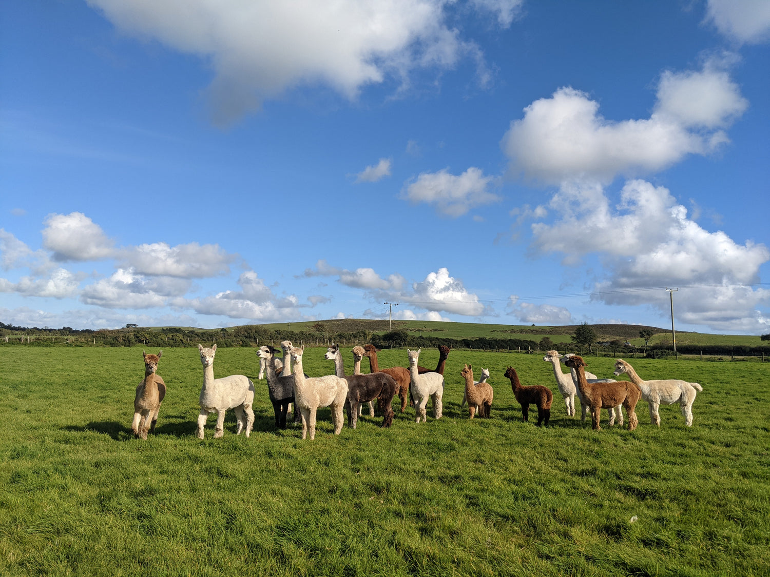 Herd of alpacas at Rhyndaston Alpacas on a sunny day