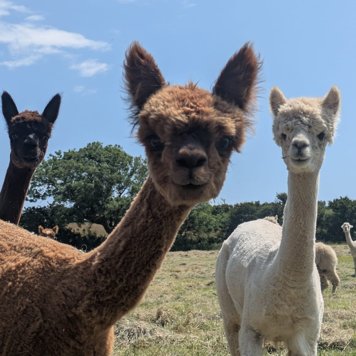 Young Alpacas at Rhyndaston Alpacas